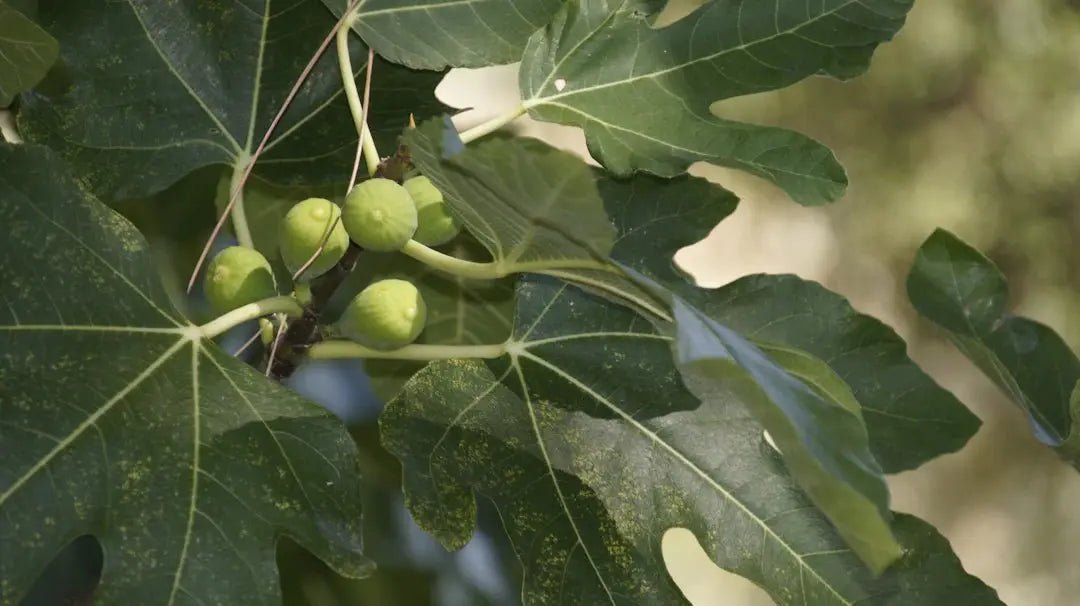 Boost Your Health All Year Round: Understanding Seasonal Vitamin Needs - Faithful Nutrition